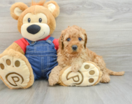 6 week old Mini Goldendoodle Puppy For Sale - Seaside Pups