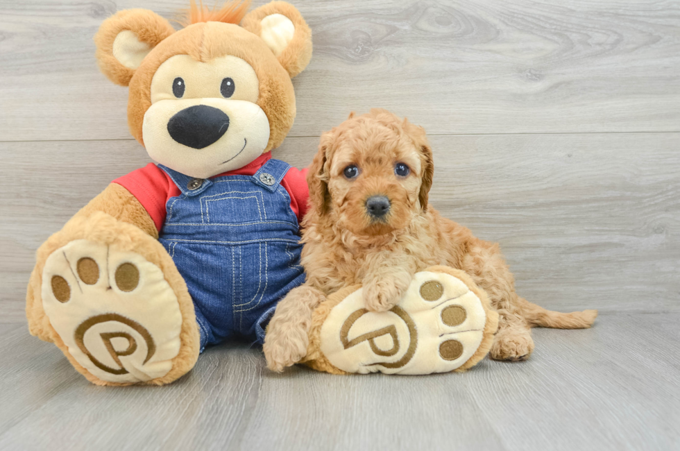 6 week old Mini Goldendoodle Puppy For Sale - Seaside Pups