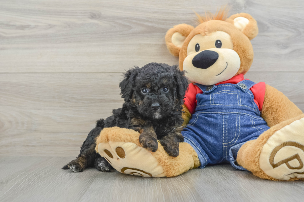 6 week old Mini Goldendoodle Puppy For Sale - Seaside Pups