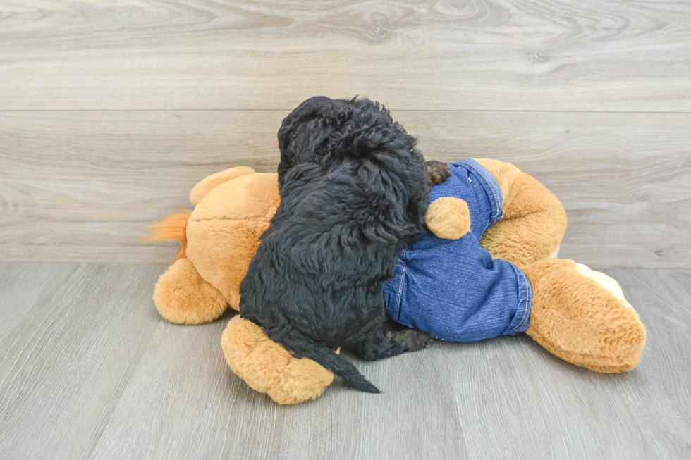 Smart Mini Goldendoodle Poodle Mix Pup