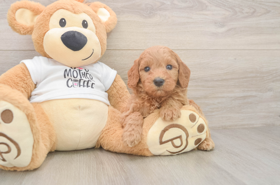 5 week old Mini Goldendoodle Puppy For Sale - Seaside Pups