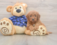 6 week old Mini Goldendoodle Puppy For Sale - Seaside Pups