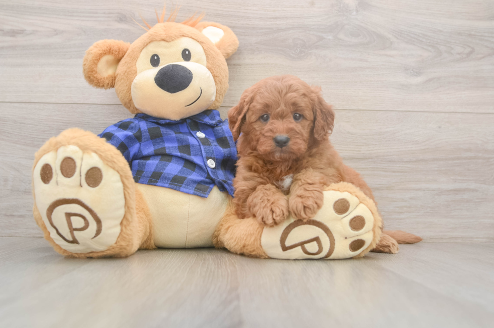 6 week old Mini Goldendoodle Puppy For Sale - Seaside Pups