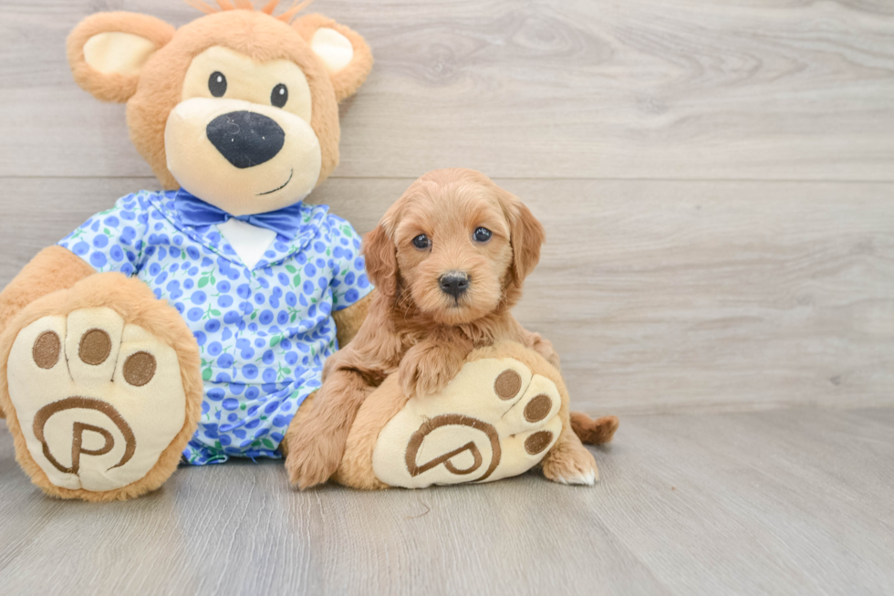 Funny Mini Goldendoodle Poodle Mix Pup