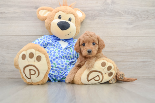 Hypoallergenic Mini Goldiepoo Poodle Mix Puppy