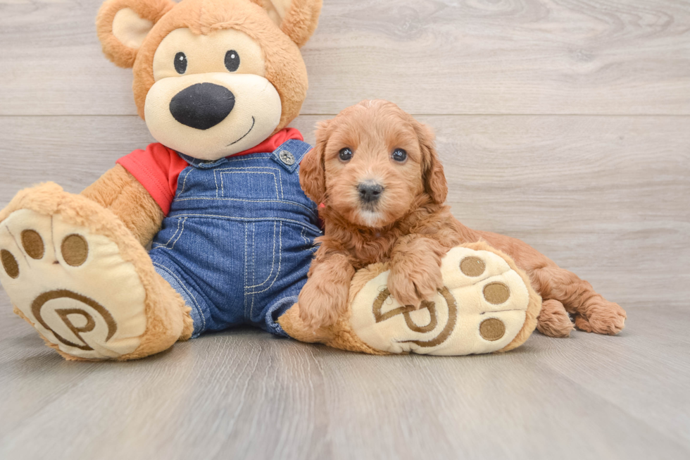 Hypoallergenic Mini Goldiepoo Poodle Mix Puppy