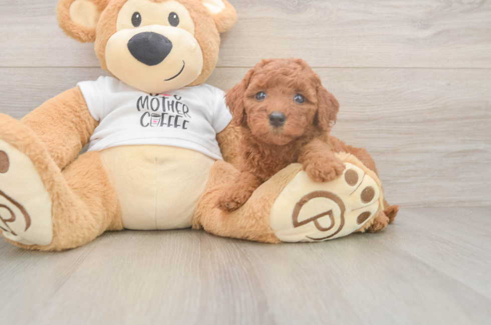 5 week old Mini Goldendoodle Puppy For Sale - Seaside Pups