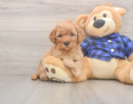 6 week old Mini Goldendoodle Puppy For Sale - Seaside Pups