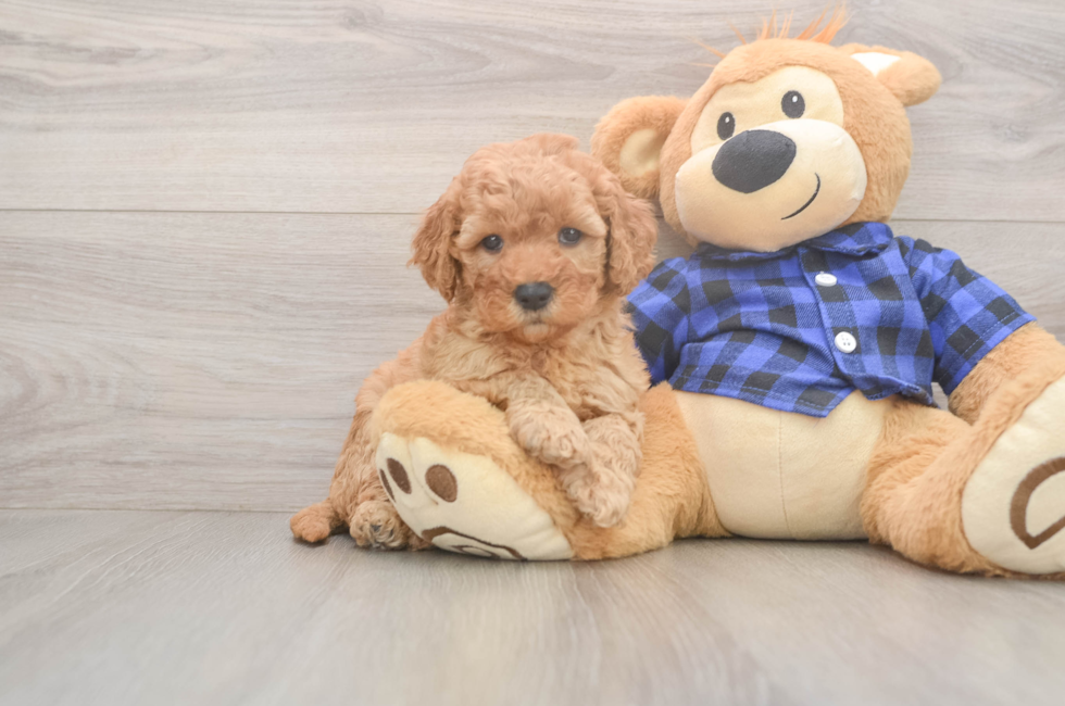 6 week old Mini Goldendoodle Puppy For Sale - Seaside Pups