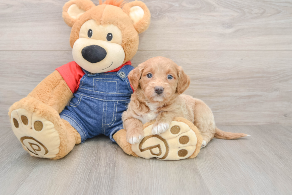 Best Mini Goldendoodle Baby