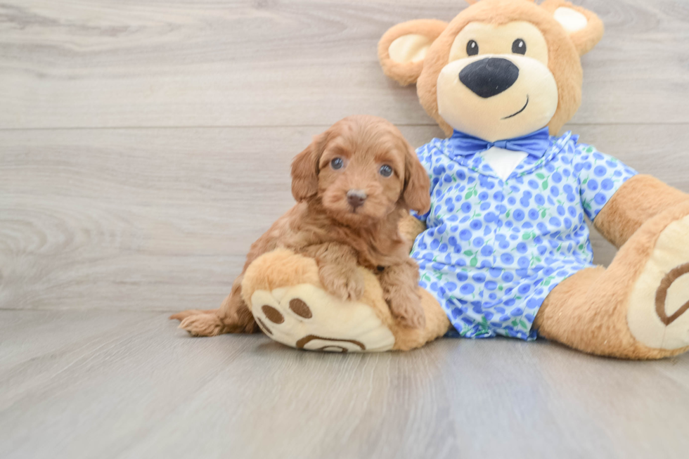 Friendly Mini Goldendoodle Baby