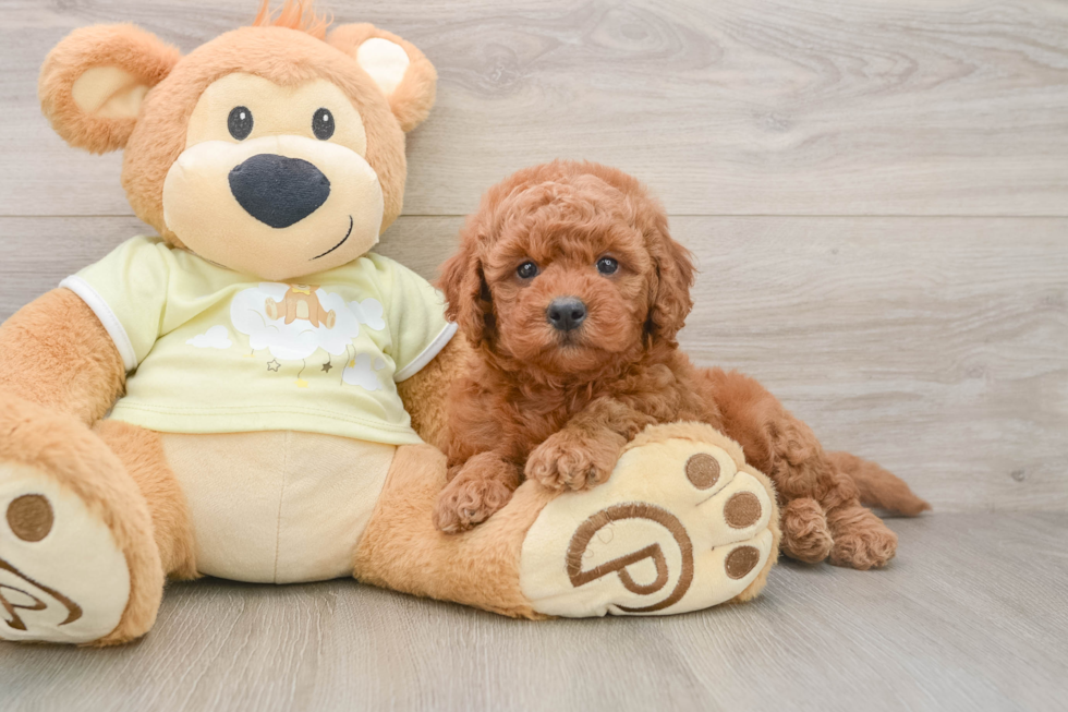 Cute Mini Goldendoodle Baby