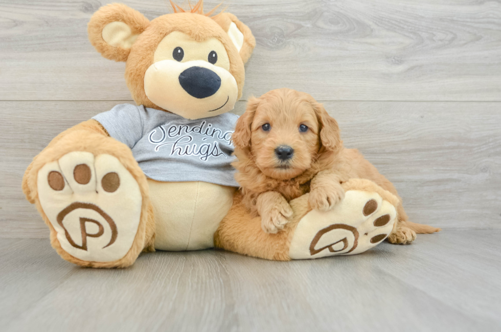 5 week old Mini Goldendoodle Puppy For Sale - Seaside Pups