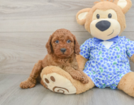 7 week old Mini Goldendoodle Puppy For Sale - Seaside Pups