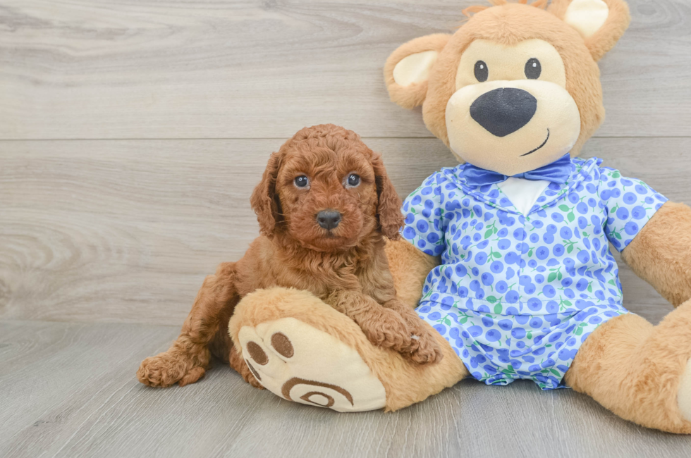 5 week old Mini Goldendoodle Puppy For Sale - Seaside Pups