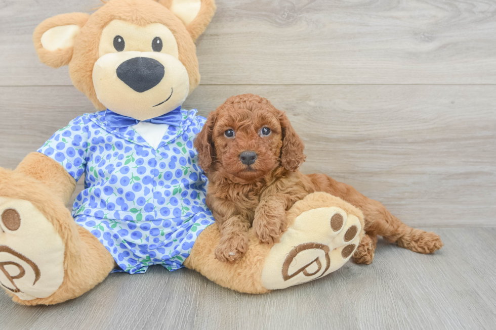 Mini Goldendoodle Pup Being Cute