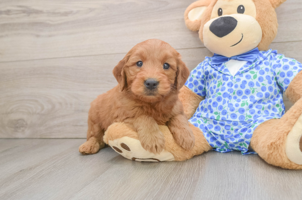 6 week old Mini Goldendoodle Puppy For Sale - Seaside Pups