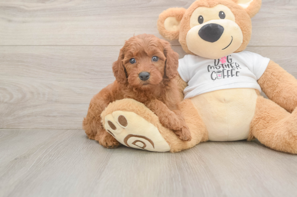 5 week old Mini Goldendoodle Puppy For Sale - Seaside Pups