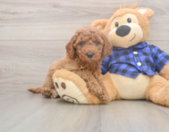 5 week old Mini Goldendoodle Puppy For Sale - Seaside Pups