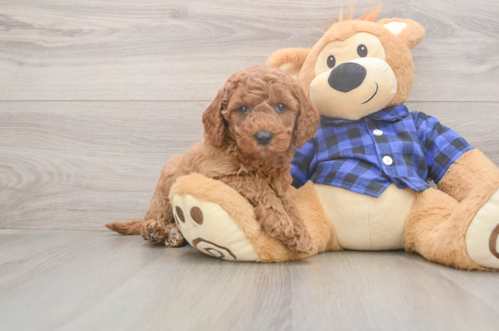 6 week old Mini Goldendoodle Puppy For Sale - Seaside Pups