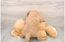 Happy Mini Goldendoodle Baby