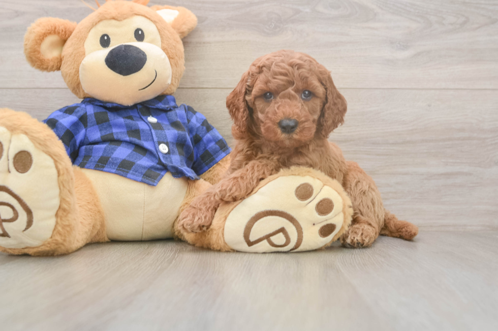 Mini Goldendoodle Puppy for Adoption