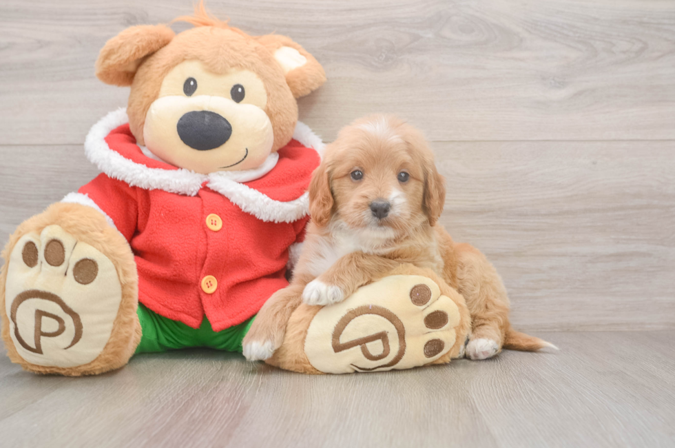 5 week old Mini Goldendoodle Puppy For Sale - Seaside Pups