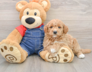 7 week old Mini Goldendoodle Puppy For Sale - Seaside Pups