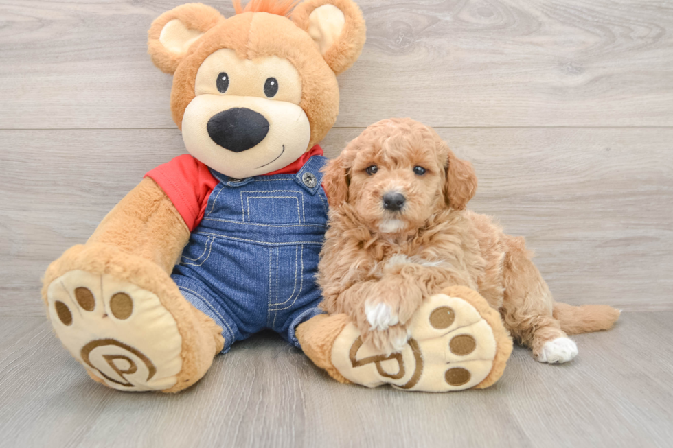 Mini Goldendoodle Pup Being Cute