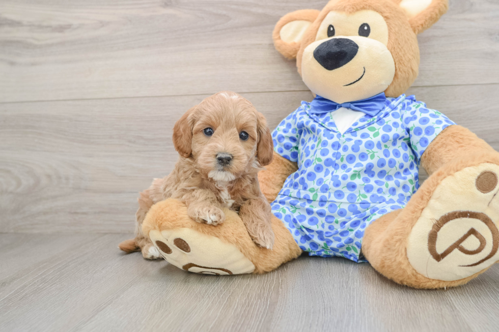 Mini Goldendoodle Puppy for Adoption
