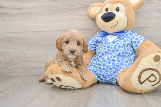 Mini Goldendoodle Puppy for Adoption