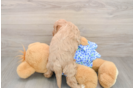 Small Mini Goldendoodle Baby