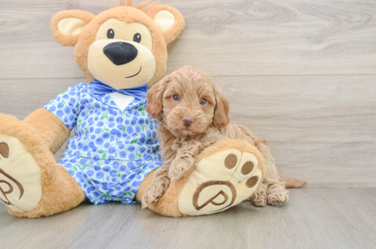 Mini Goldendoodle Pup Being Cute