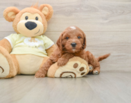 7 week old Mini Goldendoodle Puppy For Sale - Seaside Pups