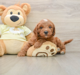 8 week old Mini Goldendoodle Puppy For Sale - Seaside Pups