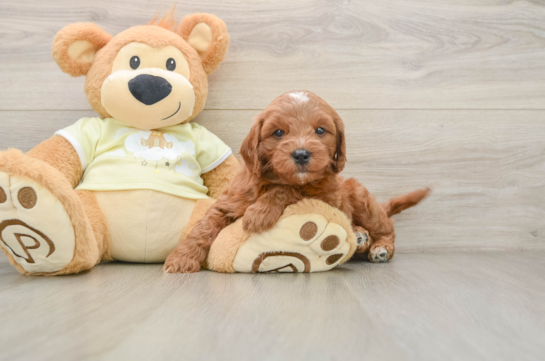Small Mini Goldendoodle Baby