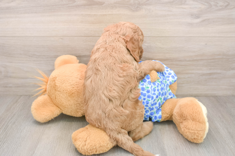 Mini Goldendoodle Pup Being Cute