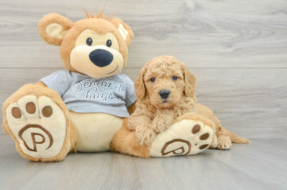 5 week old Mini Goldendoodle Puppy For Sale - Seaside Pups