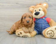 6 week old Mini Goldendoodle Puppy For Sale - Seaside Pups