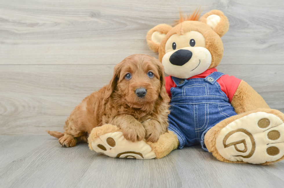 6 week old Mini Goldendoodle Puppy For Sale - Seaside Pups