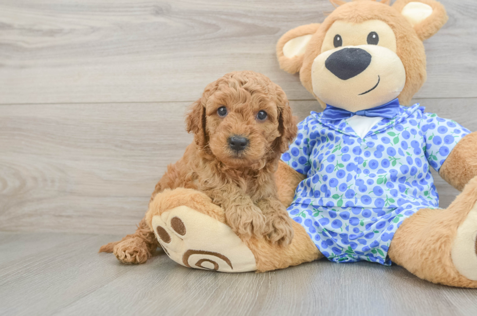 5 week old Mini Goldendoodle Puppy For Sale - Seaside Pups