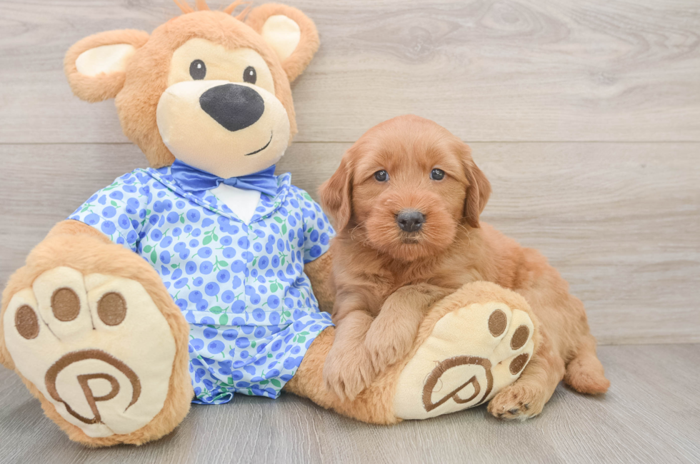 6 week old Mini Goldendoodle Puppy For Sale - Seaside Pups