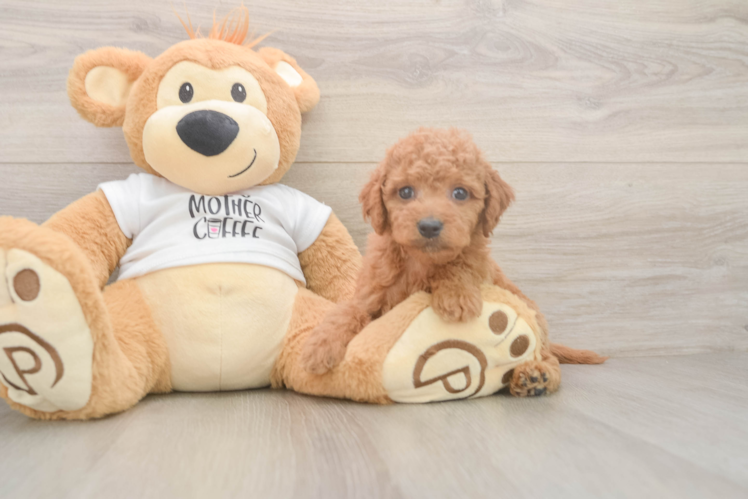 Best Mini Goldendoodle Baby