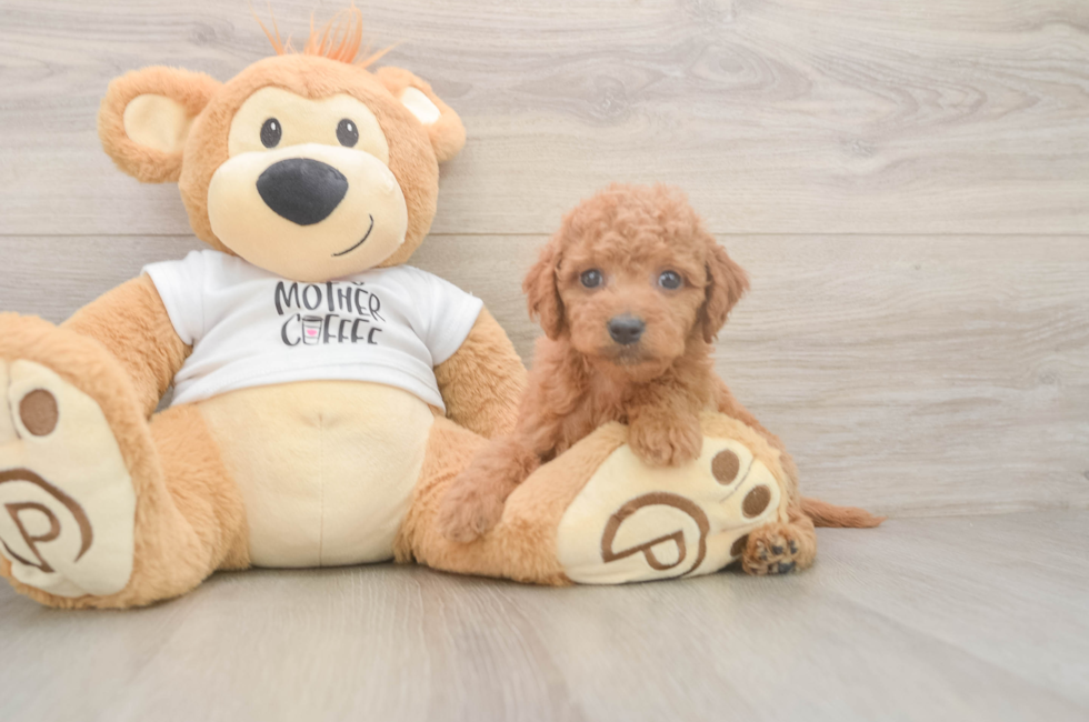 5 week old Mini Goldendoodle Puppy For Sale - Seaside Pups