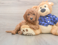 5 week old Mini Goldendoodle Puppy For Sale - Seaside Pups