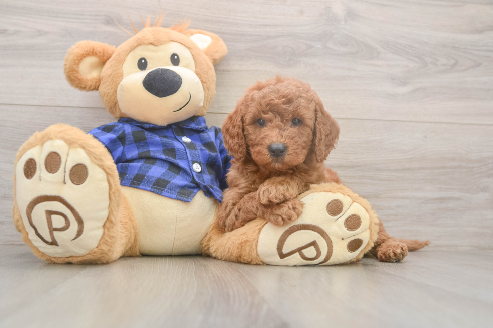 Best Mini Goldendoodle Baby