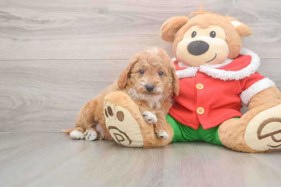Best Mini Goldendoodle Baby