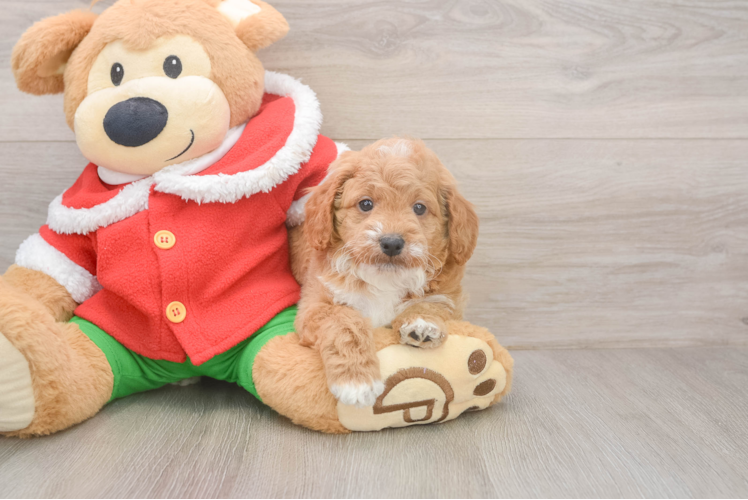 Mini Goldendoodle Puppy for Adoption