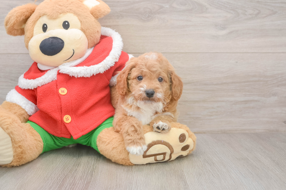 5 week old Mini Goldendoodle Puppy For Sale - Seaside Pups