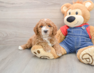 7 week old Mini Goldendoodle Puppy For Sale - Seaside Pups